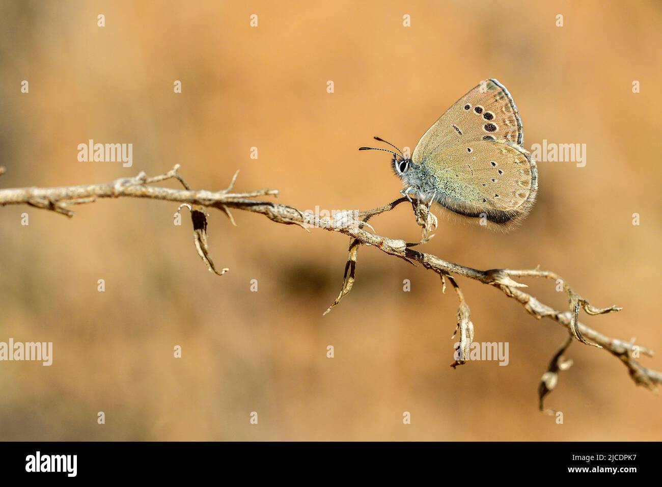 Glaucopsyche melanops or the blue scales is a species of butterfly in the Lycaenidae family Stock Photo