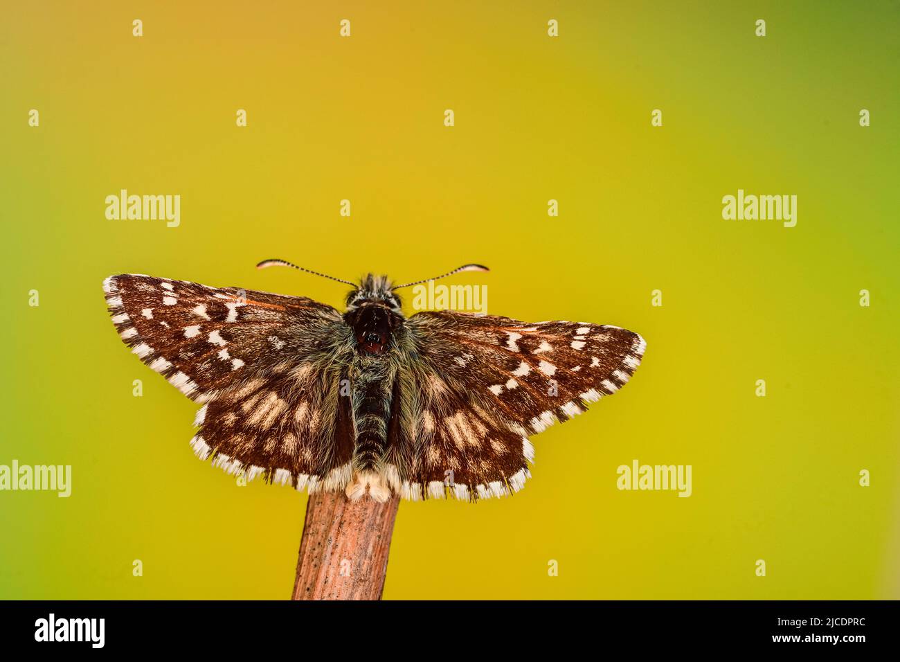 Pyrgus alveus or large hoary skipper is a species of diurnal butterfly in the Hesperiidae family Stock Photo