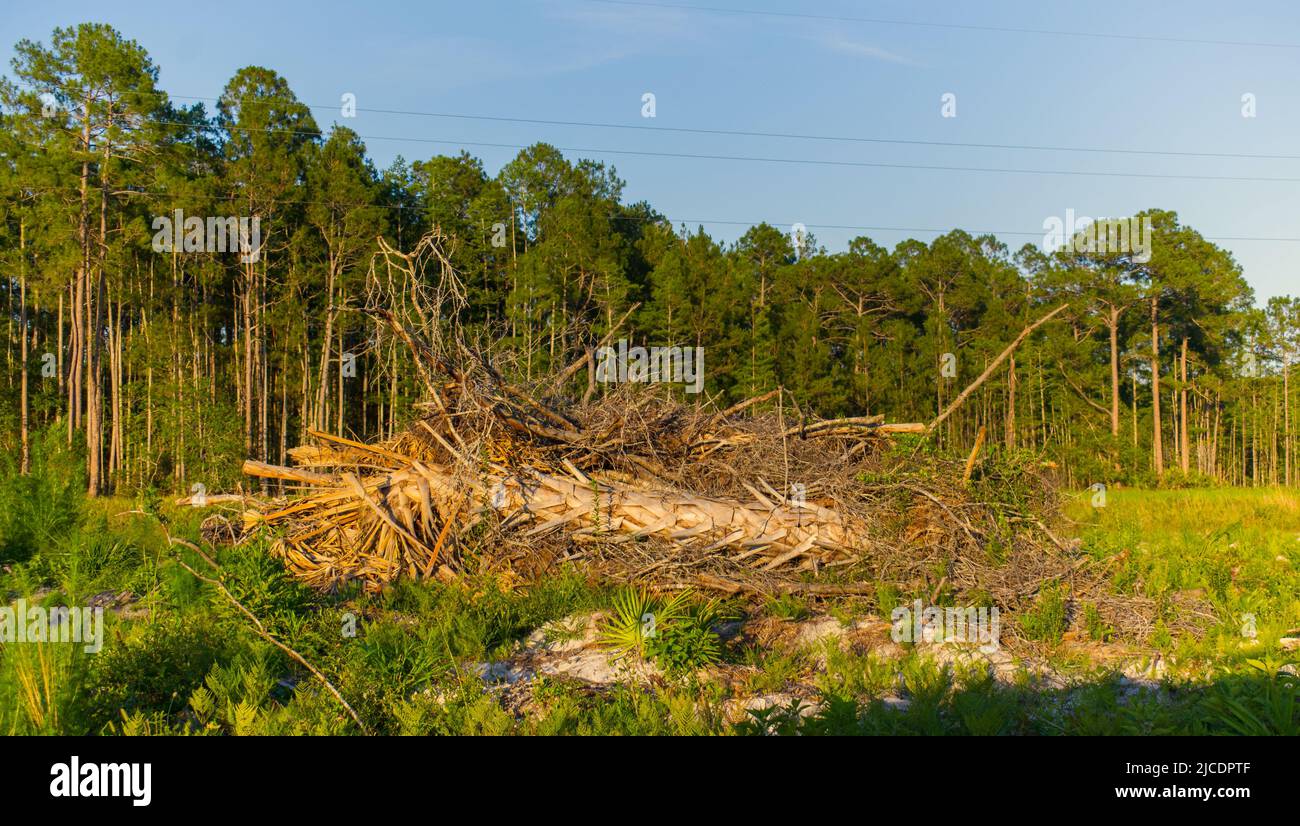 Cabbage or Sabal palm - Sabal palmetto - the state tree of Florida.  Destroyed in a pile of cleared trees to make room for more encroachement and deve Stock Photo