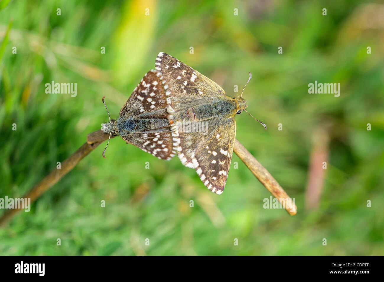 Pyrgus onopordi or the bigornian checkered, is from the Hesperiidae family Stock Photo