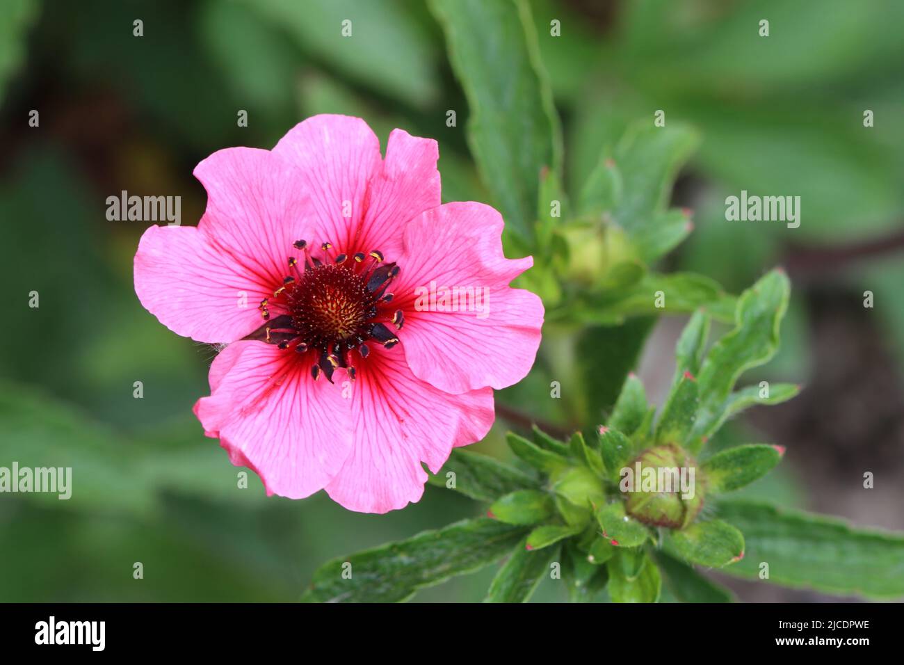 close-up of a beautiful blossoming pink potentilla nepalensis against a blurry green background Stock Photo