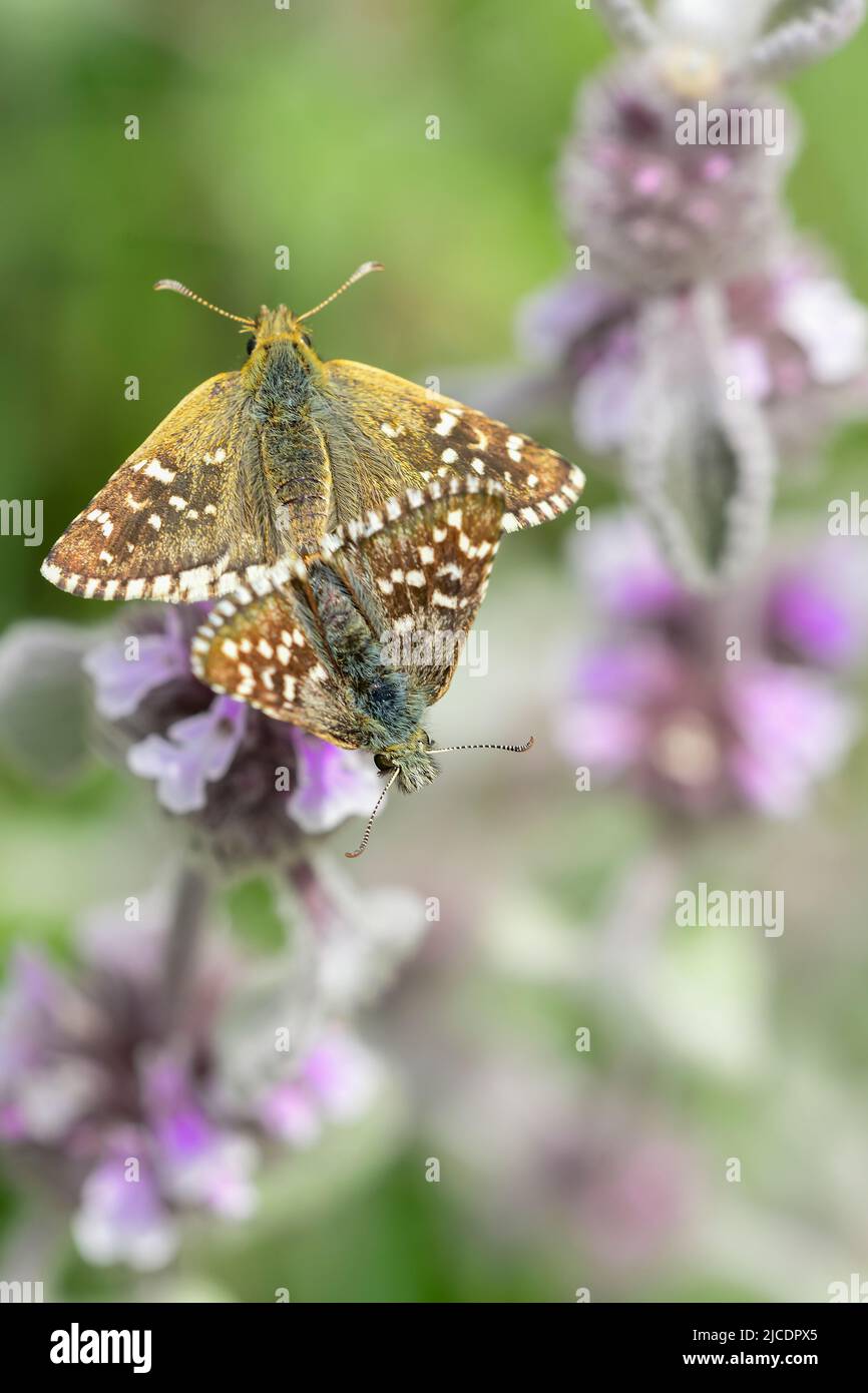 Pyrgus onopordi or the bigornian checkered, is from the Hesperiidae family Stock Photo