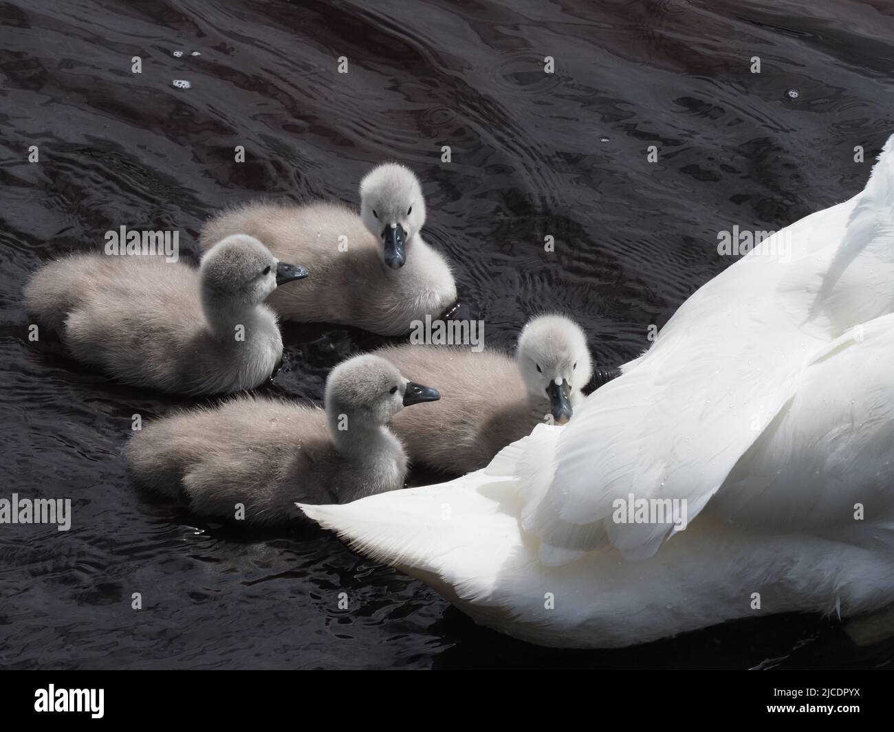 Four one week old cygnets, close to parent Swan. Their grey fluffy down, contrasting against the white feathers of the adult & the dark river water. Stock Photo