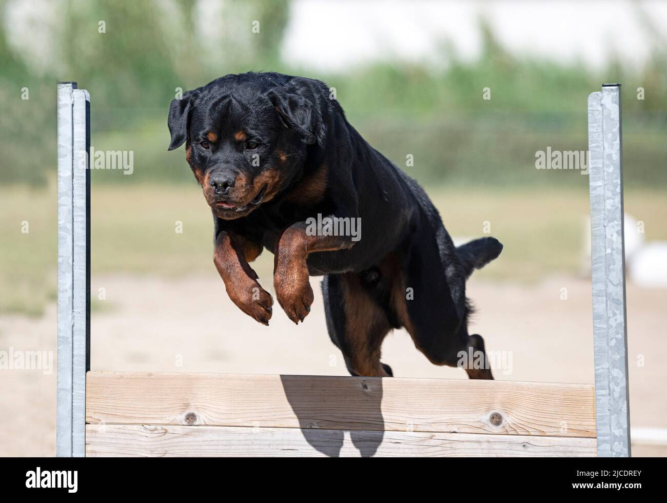 Rottweiler Obedience