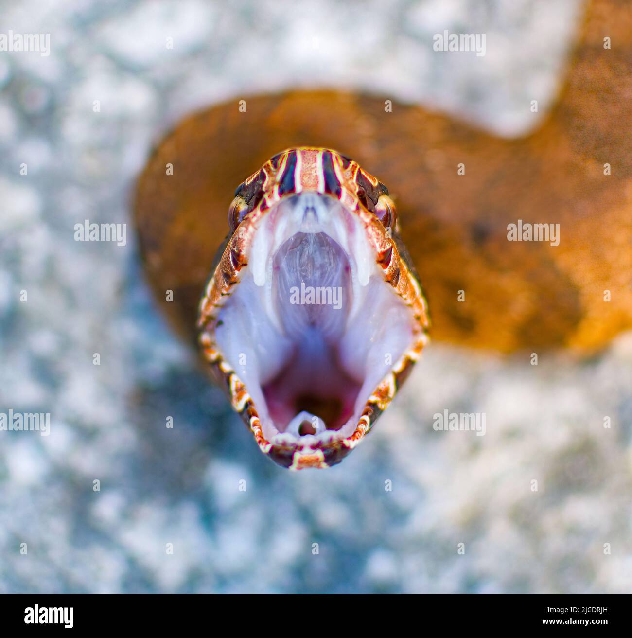 Posture with open mouth hi-res stock photography and images - Alamy