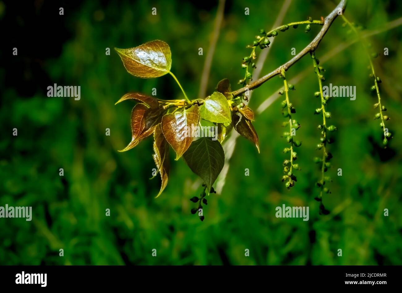 Populus x canadensis, leaf and seed of the black cottonwood of Canada