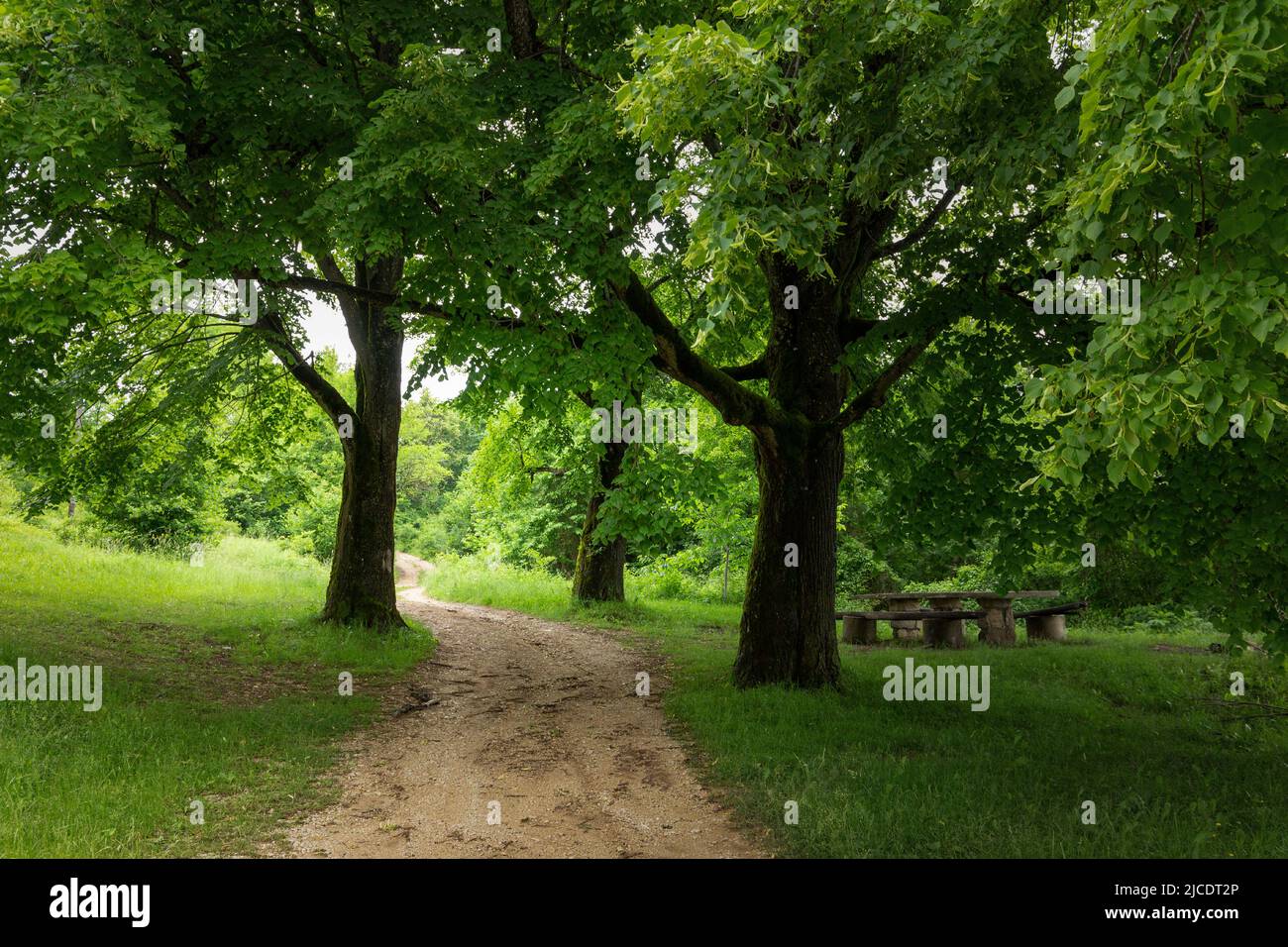 Rural road and linden trees. Early summer. Stock Photo