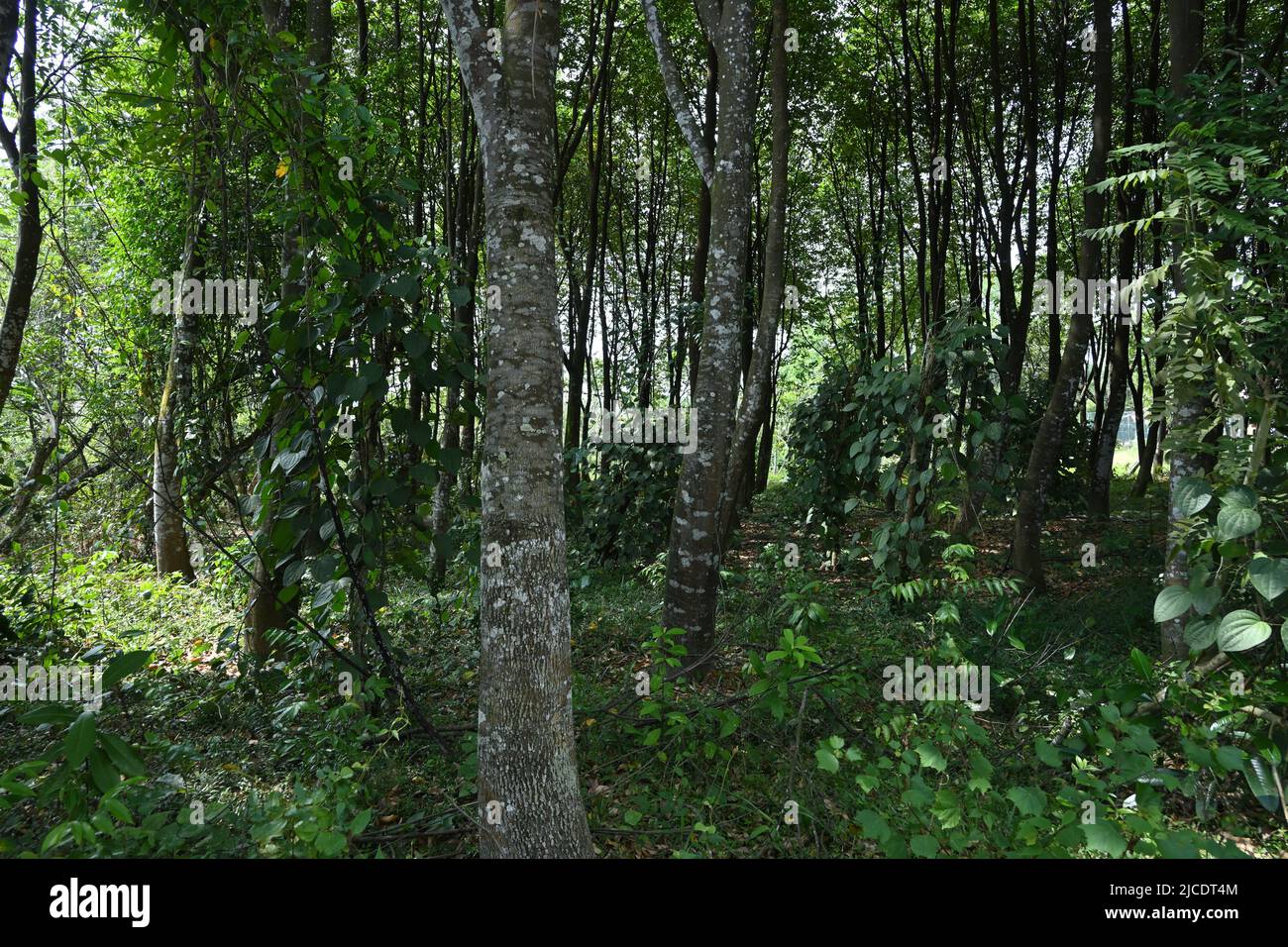 A landscape view of a Agarwood plantation in Sri Lanka. This plantation consist medium size Agarwood plants with black pepper creepers as an additiona Stock Photo