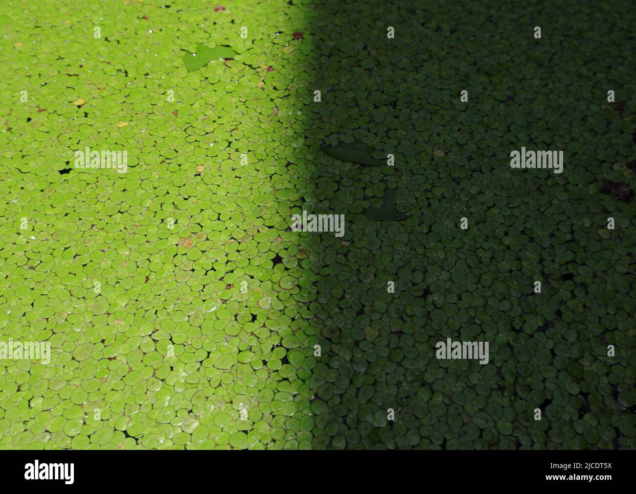 sunlight and shadow at the same time in a pond covered with floating common duckweed (Spirodela polyrhiza) plants Stock Photo
