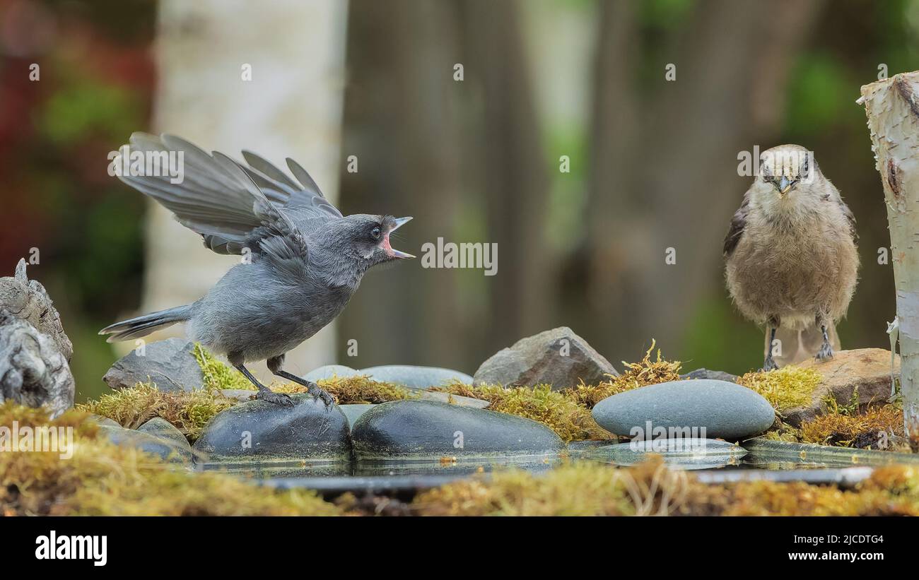 Begging Fledgling and Adult Gray Jay or Canada Jay Stock Photo