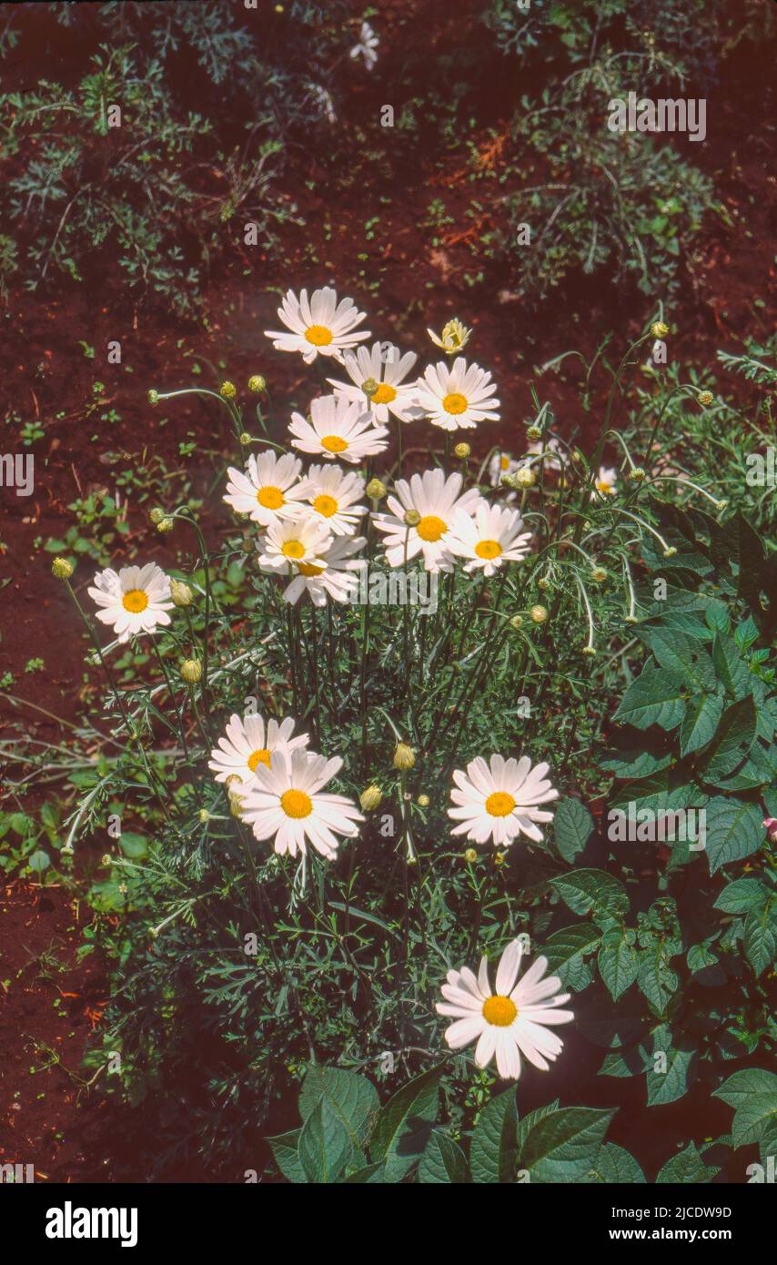 Pyrethrum, natural insecticide made from the dried flower heads. Grown as crops in Rwanda. Stock Photo