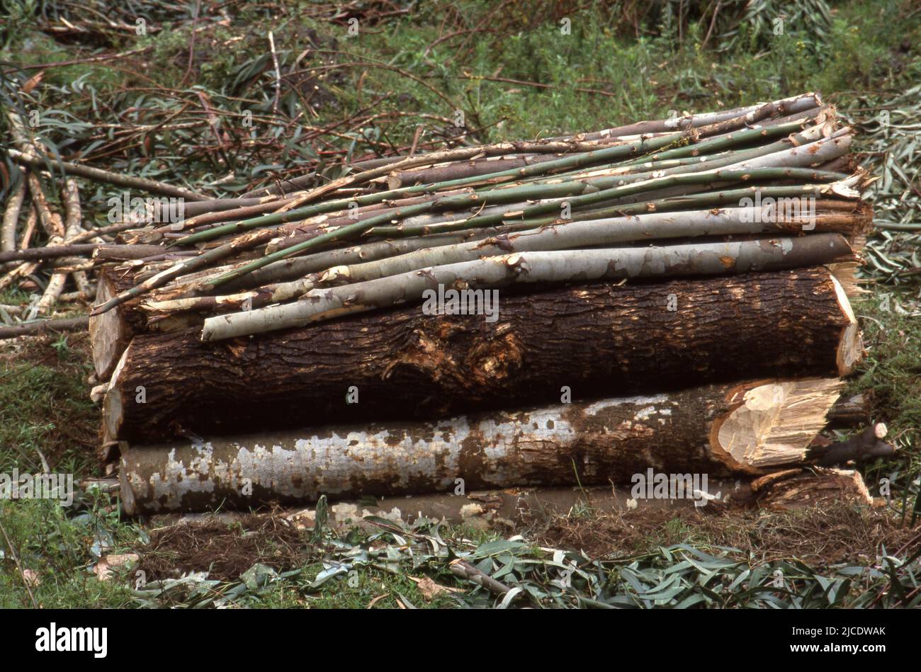 Eucalyptus logs prepared for burning to be turned into charcoal, main