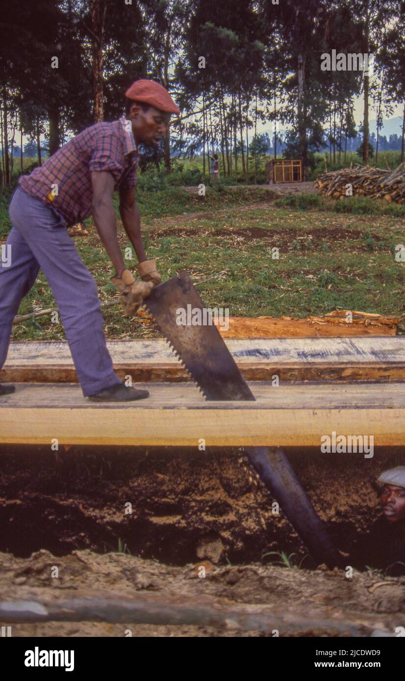 Making lumber by hand sawing logs in rural Rwanda. Stock Photo