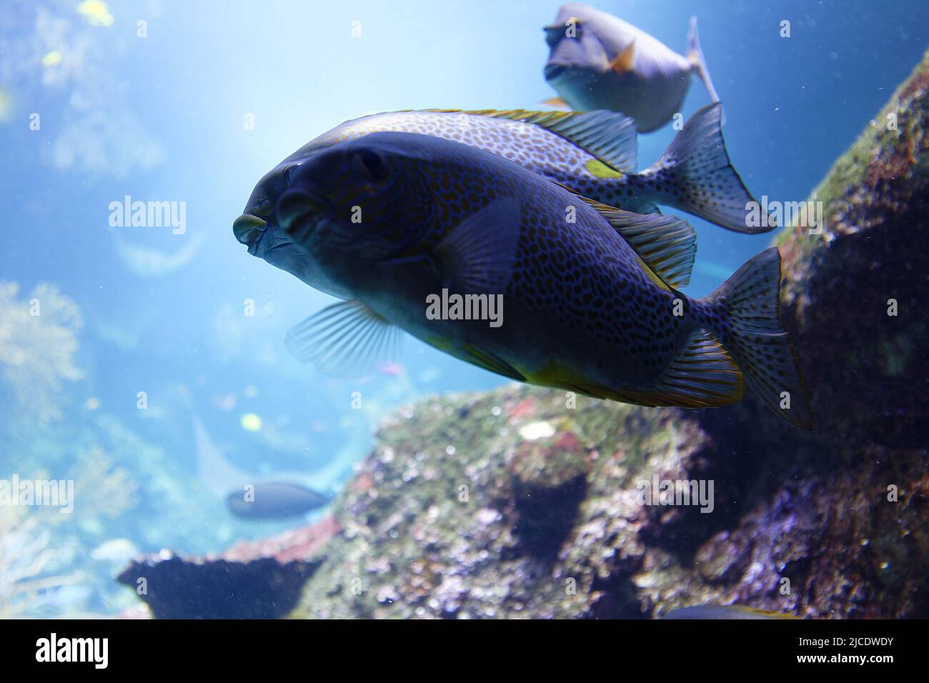 Giant grouper or brown spotted grouper fish swimming under green sea water . Stock Photo
