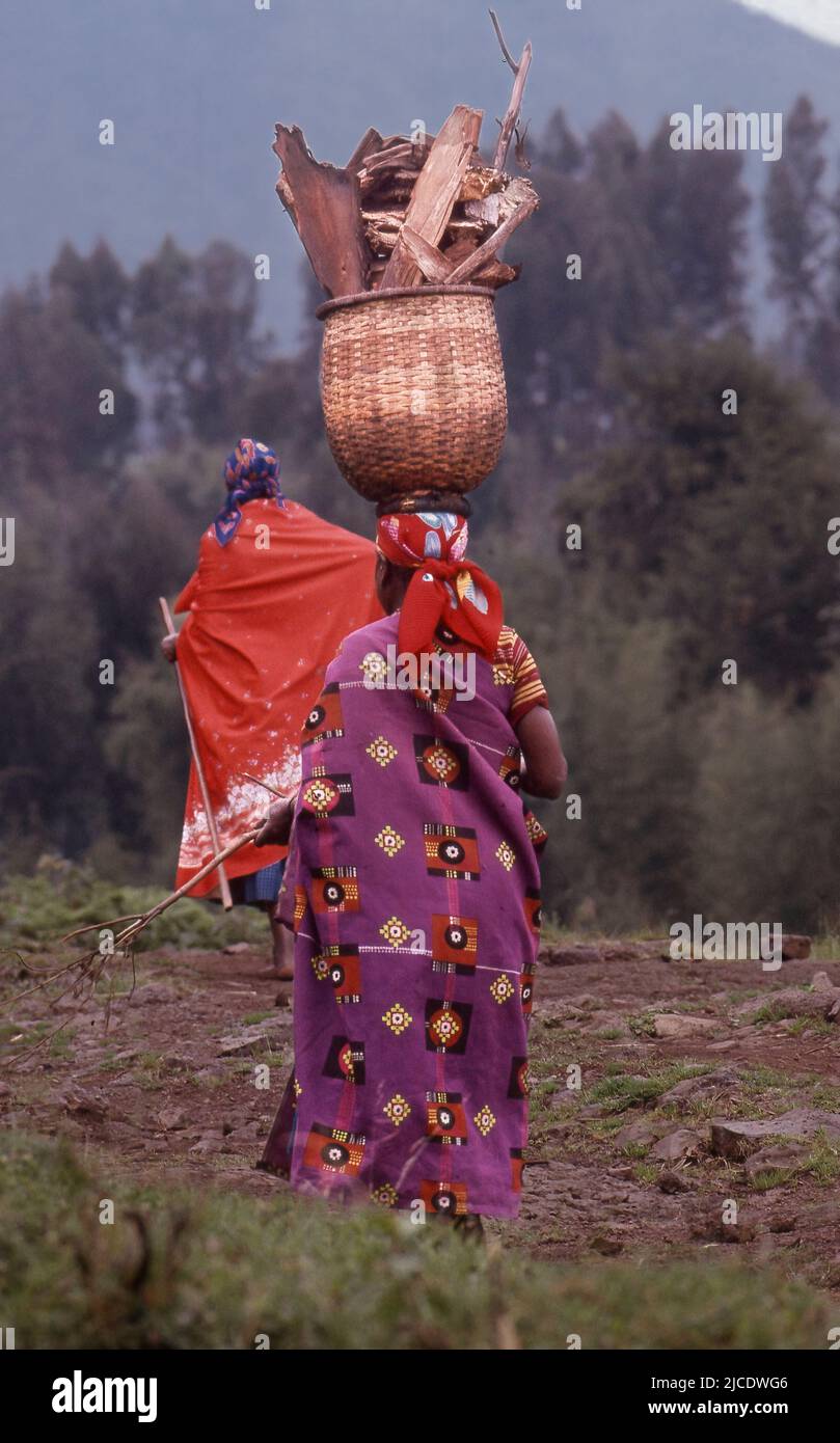 Woman carrying firewood in backet on head near Ruhengeri, Rwanda. Stock Photo