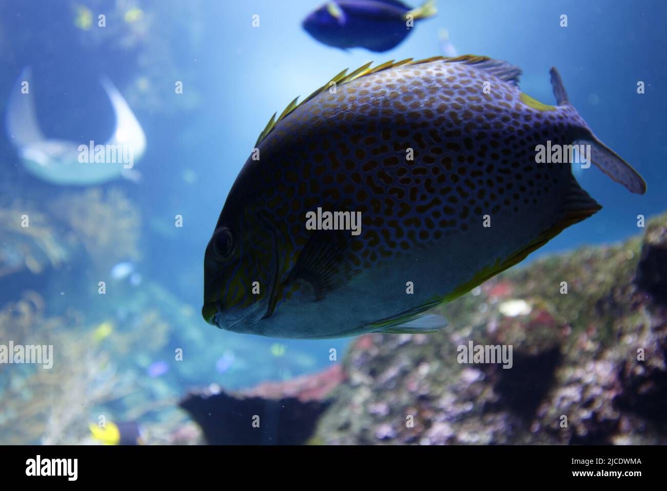 Giant grouper or brown spotted grouper fish swimming under green sea water . Stock Photo
