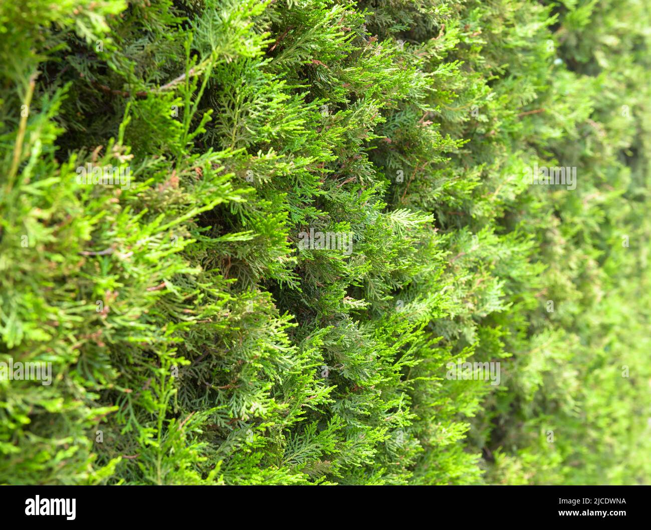 Thuja trees texture background. Coniferous evergreen hedge of home garden, green fence of thuja plants in backyard. Landscaping and nature theme. Stock Photo