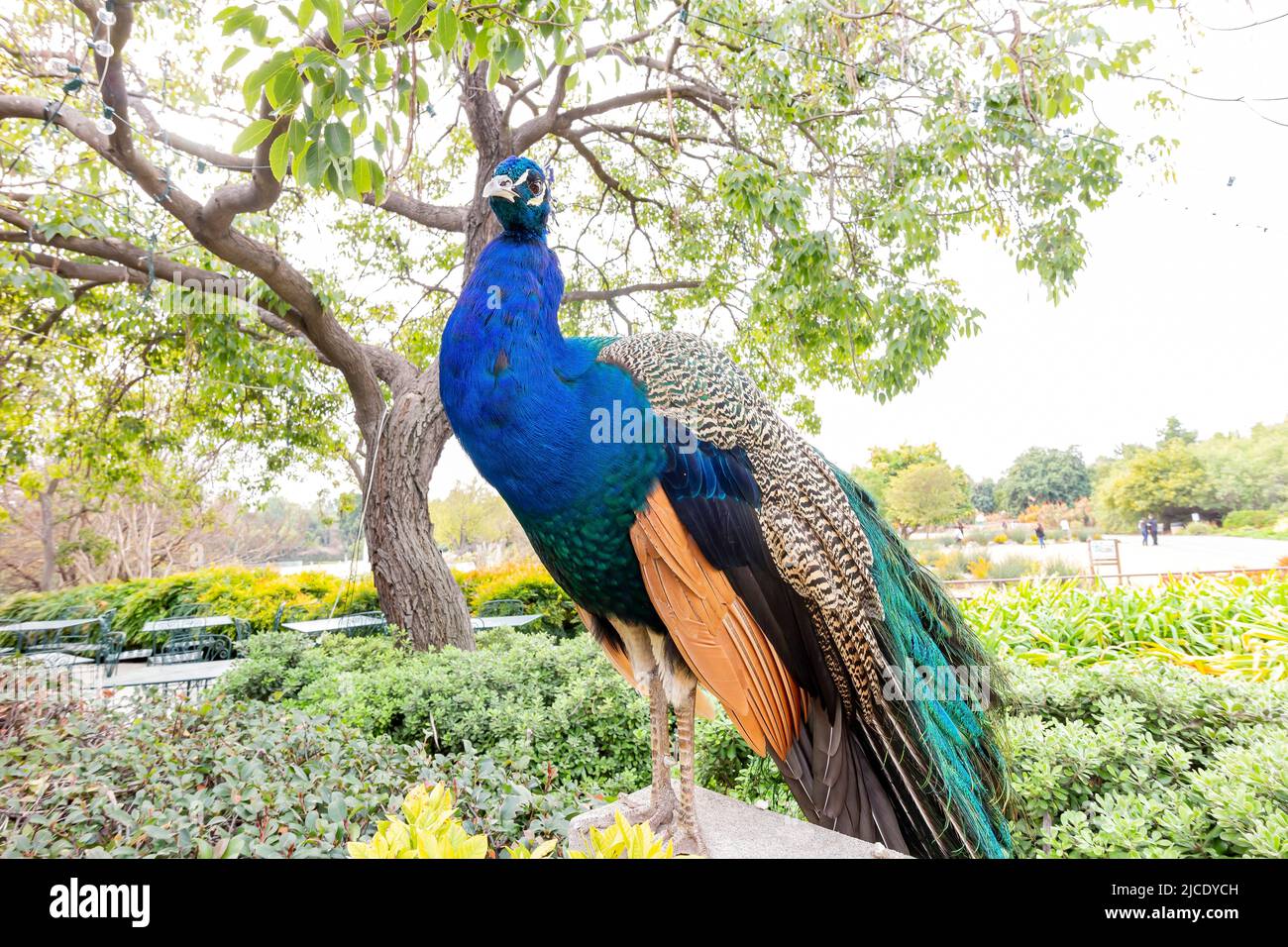 Close up shot of a beautiful male peacock at Los Angeles Stock Photo ...