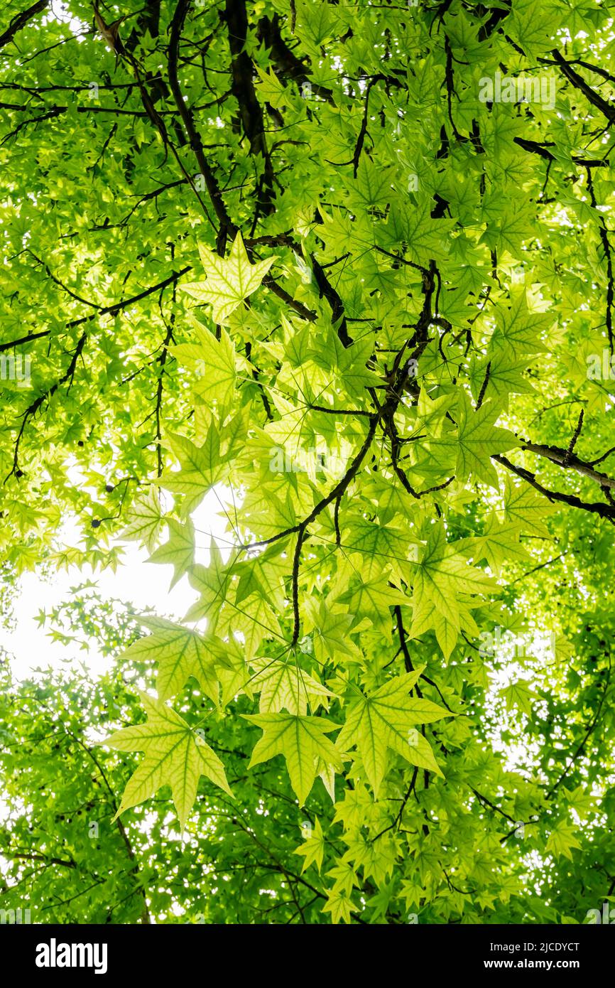 Sunny view of some maple tree landscape at California Stock Photo - Alamy