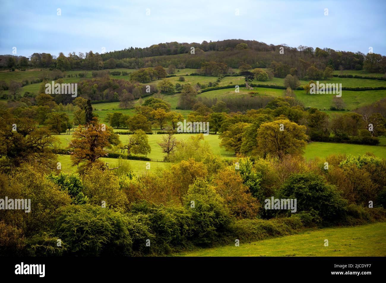 Cotswolds landscape with pastures and woodland, viewed from a Gloucestershire Warwickshire Steam Railway train, Broadway, Gloucestershire, England, UK Stock Photo