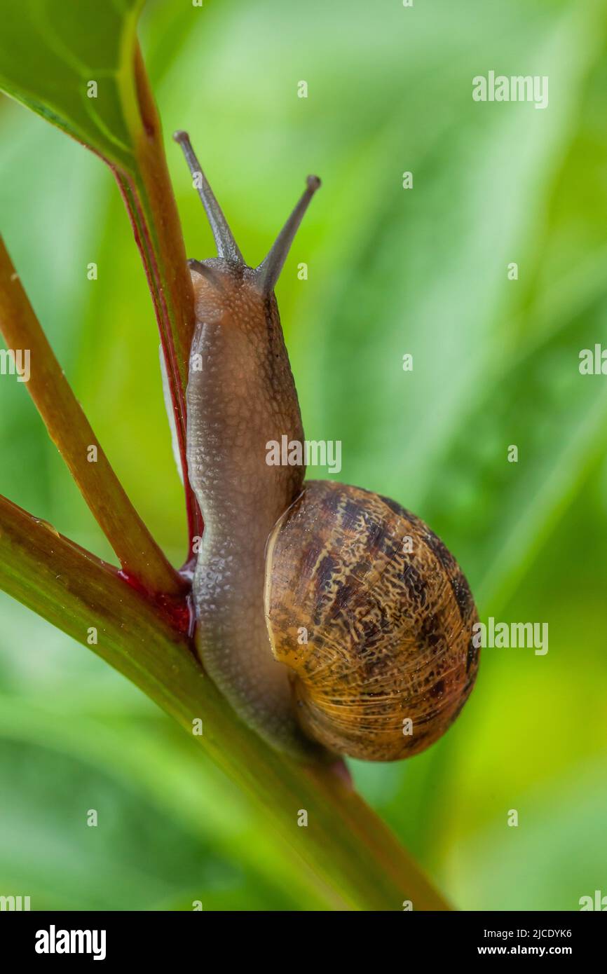 Garden snail close up on a plant, green background with brown shell pest Stock Photo