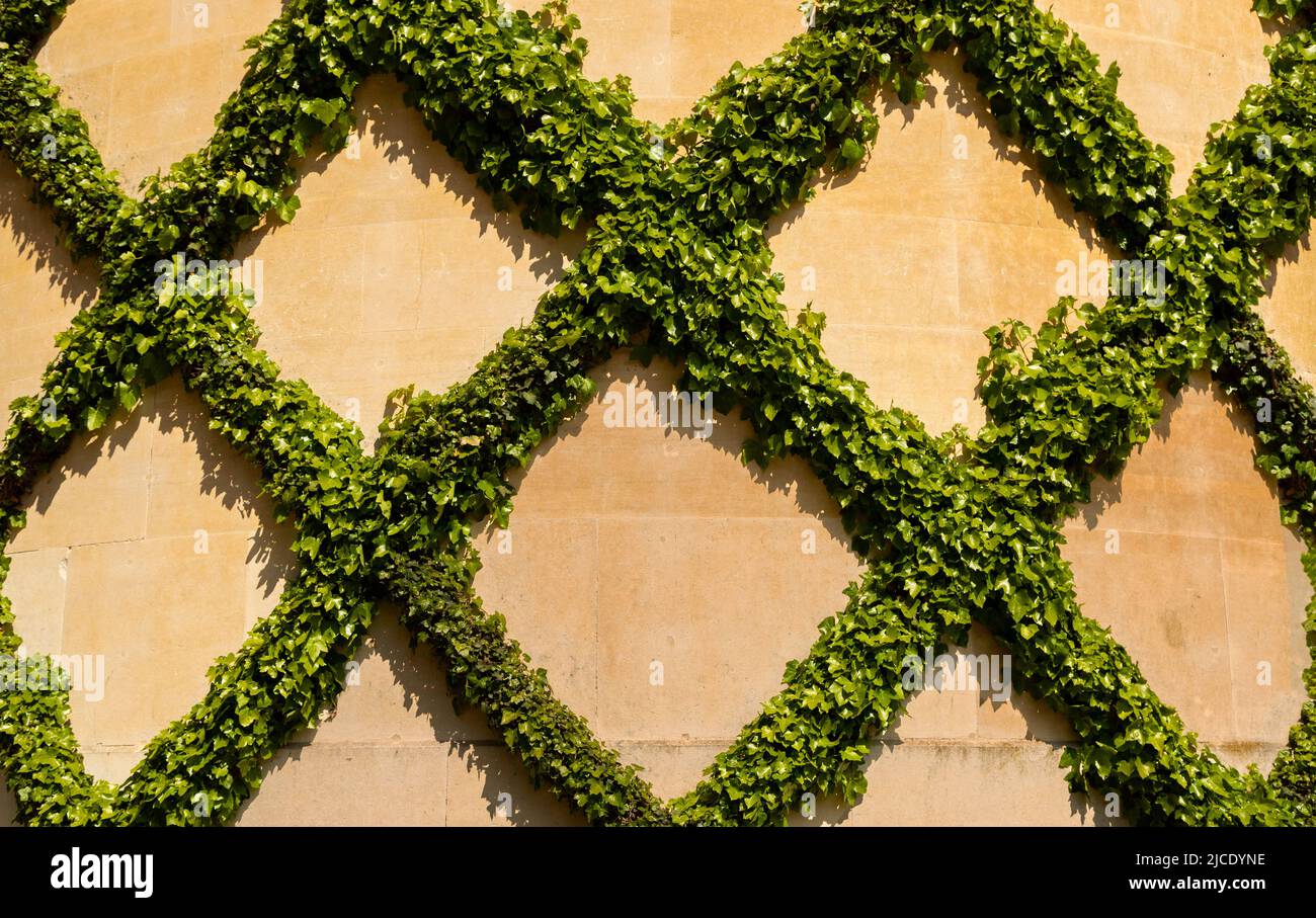 Ivy trellis on the rear of Waddesdon Manor, creating a green decoration, Ayelesbury, Buckinghamshire, England, UK. Stock Photo