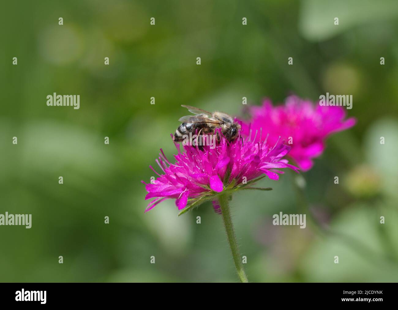 Macro photography of a honey bee at work in summer Stock Photo