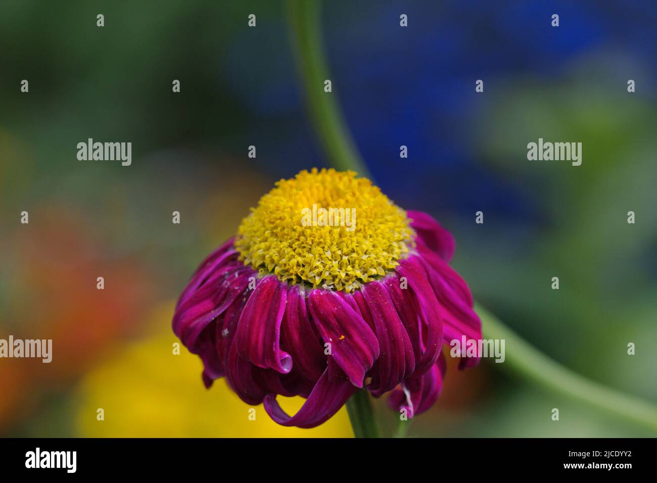 Macro photography of colorful flower head in summer time Stock Photo ...