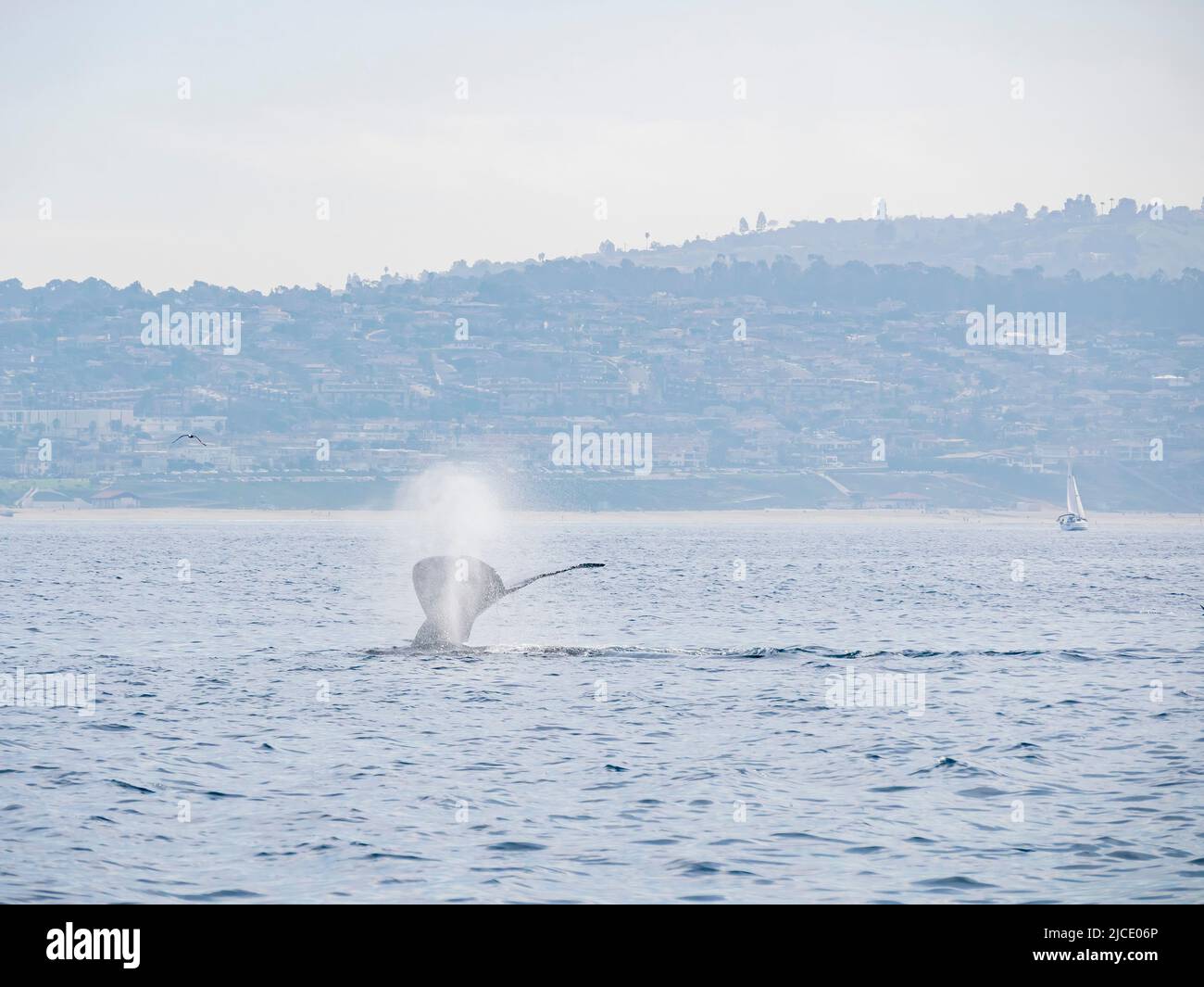 Close up tail whale swimming hi-res stock photography and images - Alamy