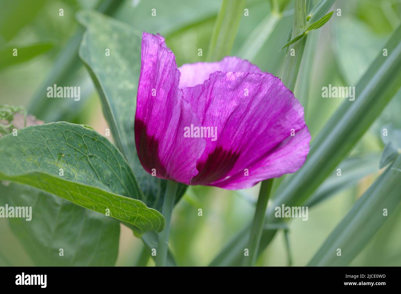 Macro photography of a blooming flower in summer Stock Photo