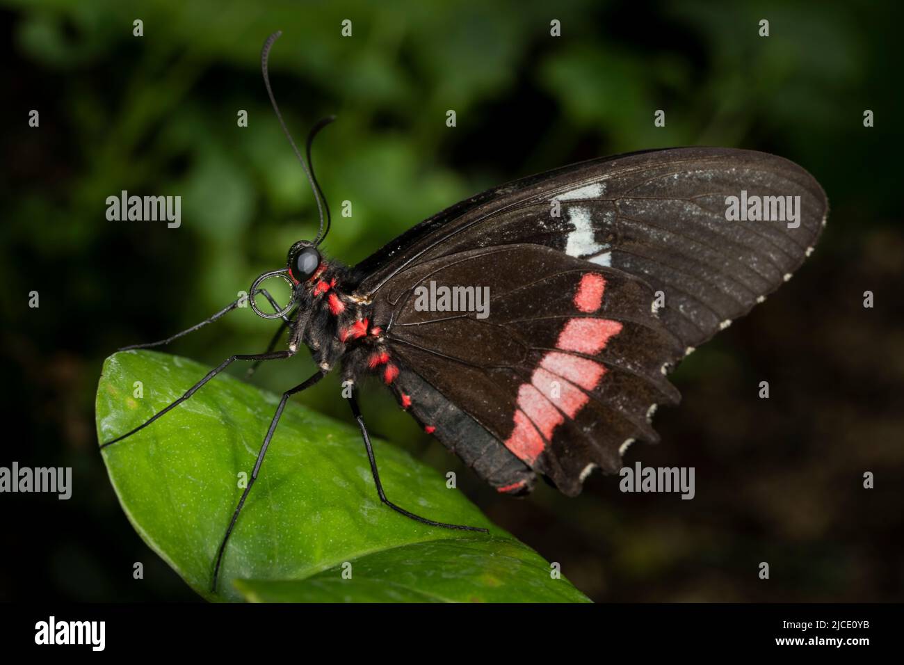 Variable Cattleheart Butterfly flying freely in a vivarium. Stock Photo