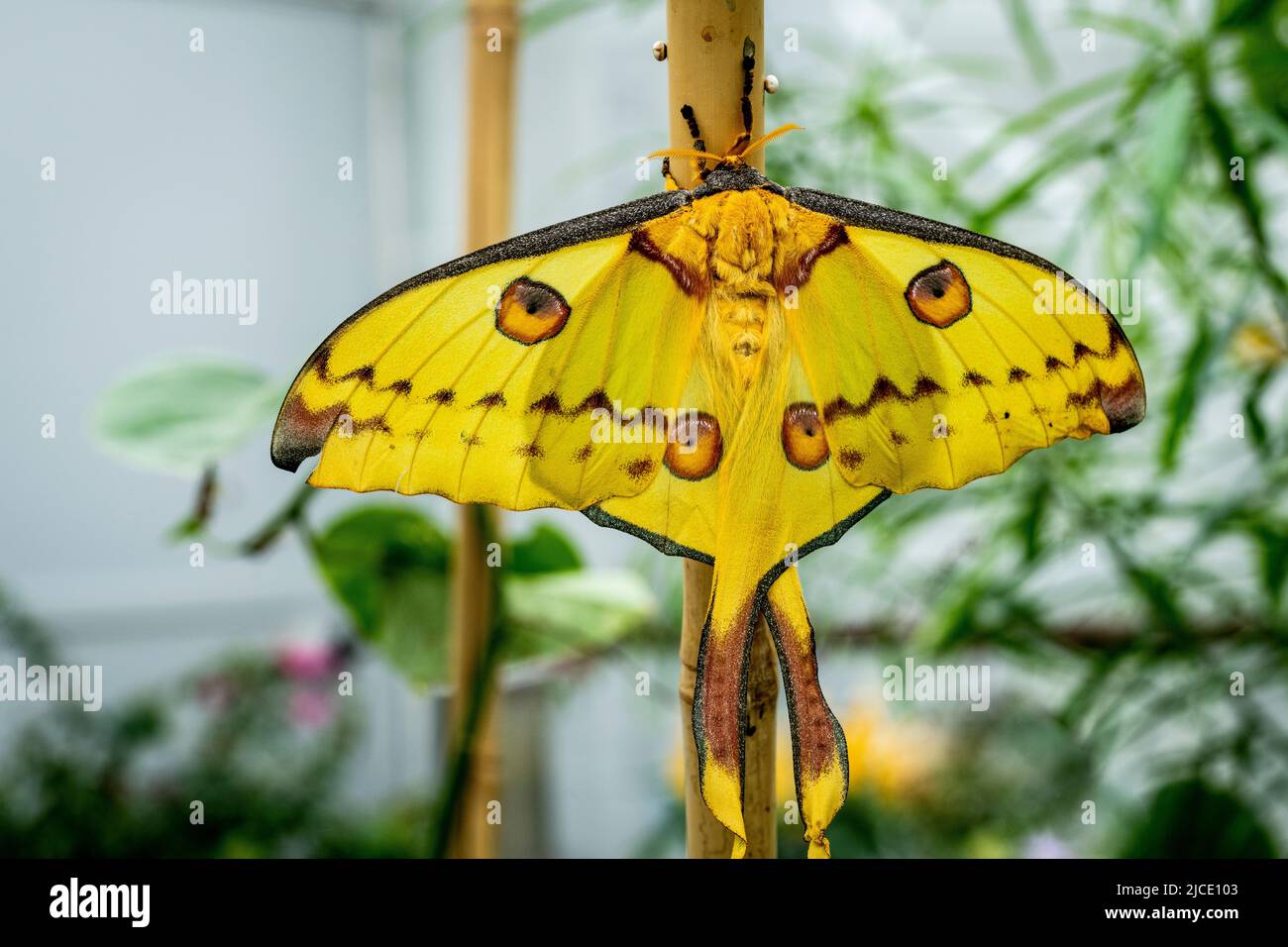 Comet Moth Butterfly flying freely in a vivarium. Stock Photo