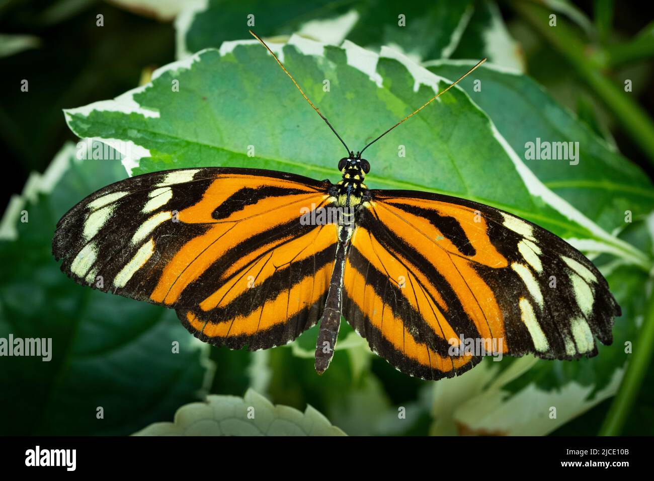 Tiger Longwing Butterfly flying freely in a vivarium. Stock Photo