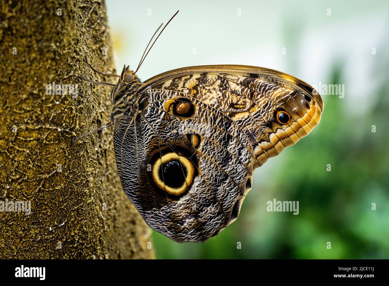 Brazilian Owl Butterfly flying freely in a vivarium. Stock Photo