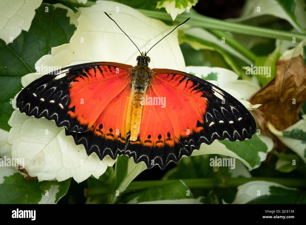 Red Lacewing Butterfly flying freely in a vivarium. Stock Photo