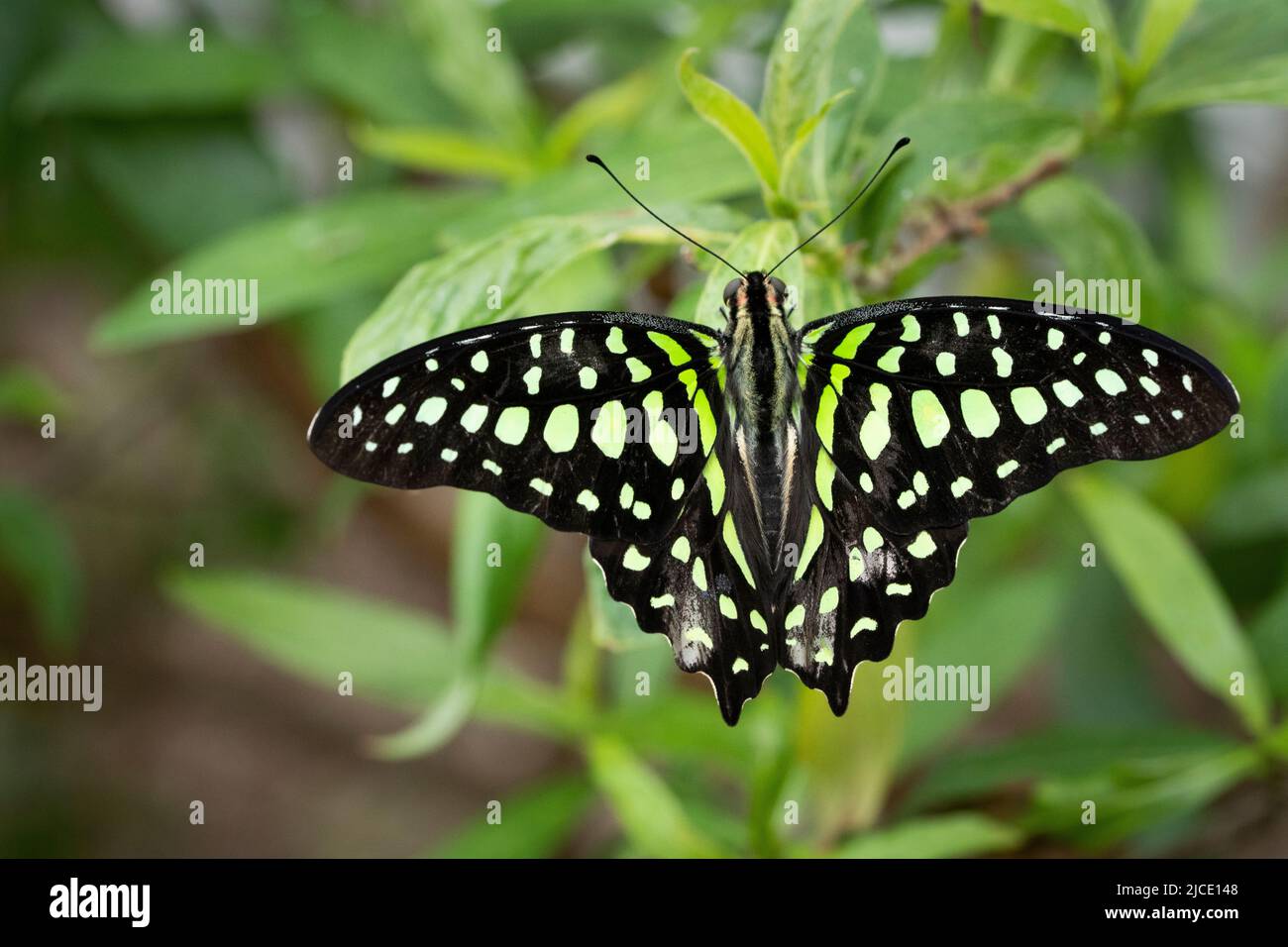 Tailed Jay butterfly flying freely in a vivarium. Stock Photo