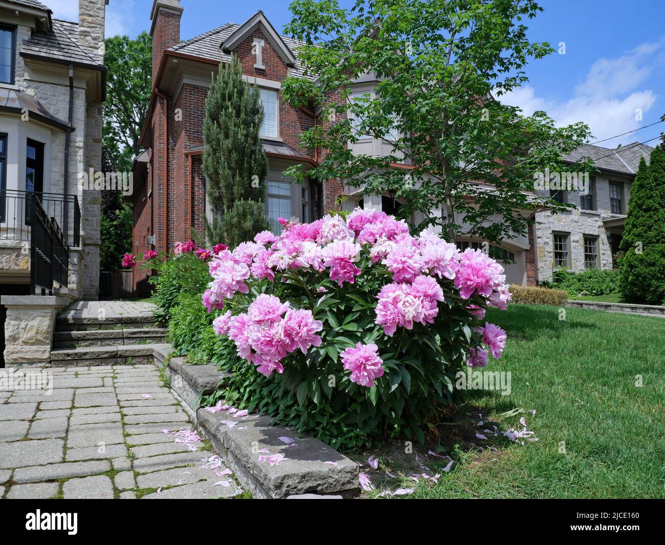 Pink peony bush full of flowers Stock Photo - Alamy