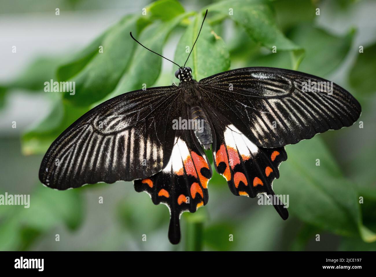 Common mormon butterfly flying freely in a vivarium. Stock Photo
