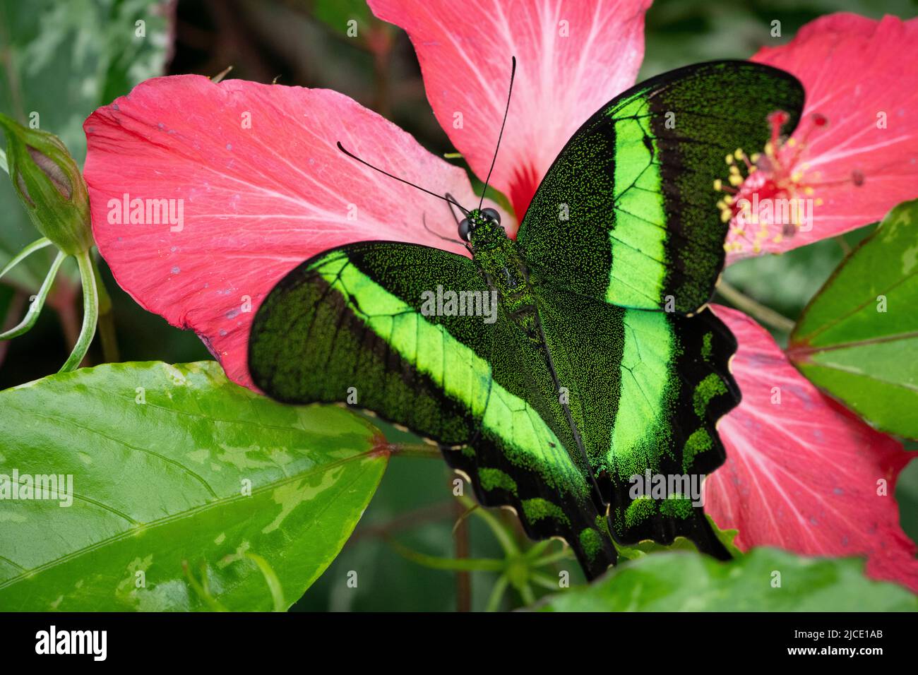 Emerald swallowtail butterfly flying freely in a vivarium. Stock Photo