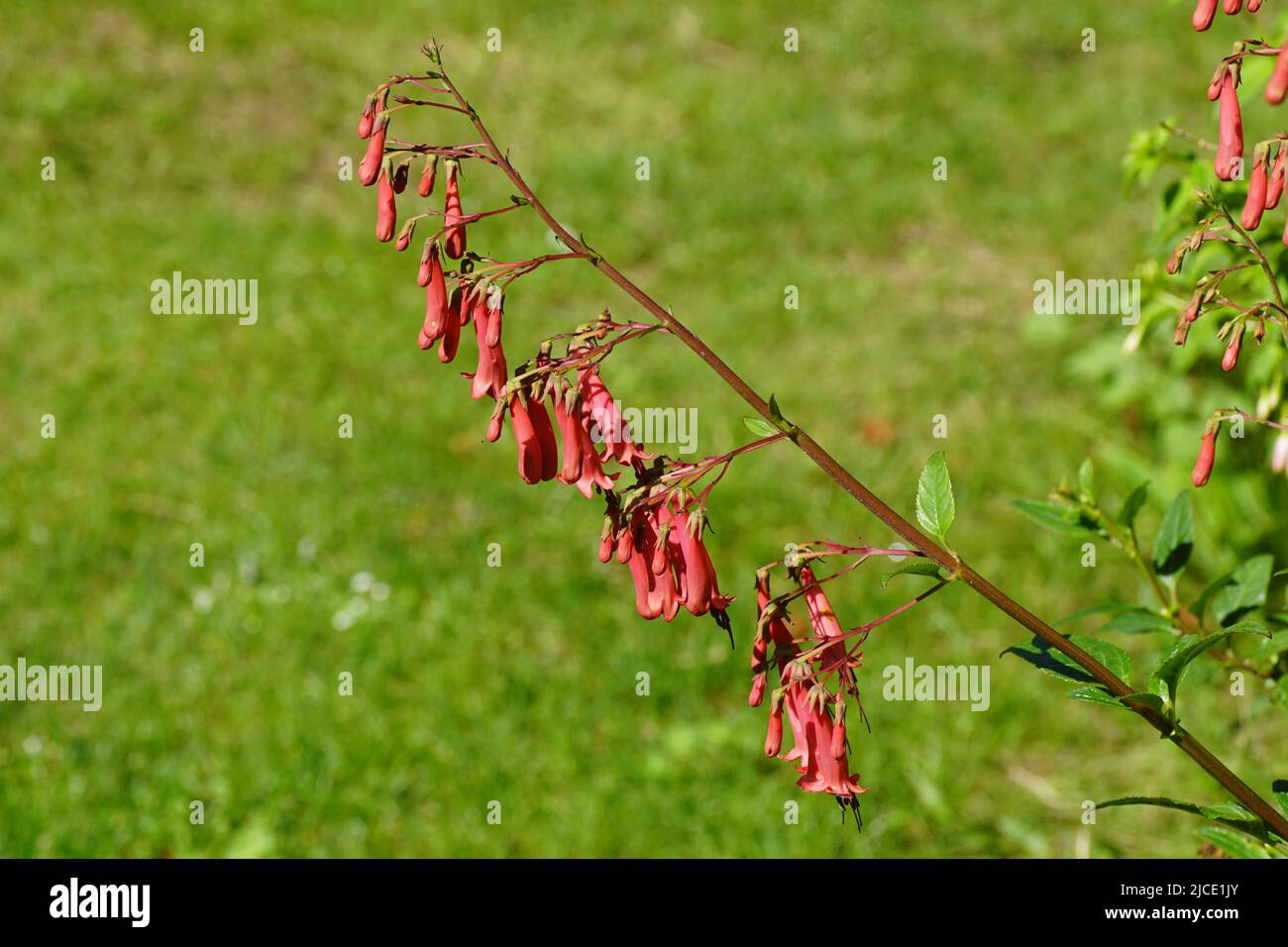 Close up red flowers of cape fuchsia (Phygelius capensis) haning over a blurred lawn. Figwort family (Scrophulariaceae). Dutch garden, June. Stock Photo