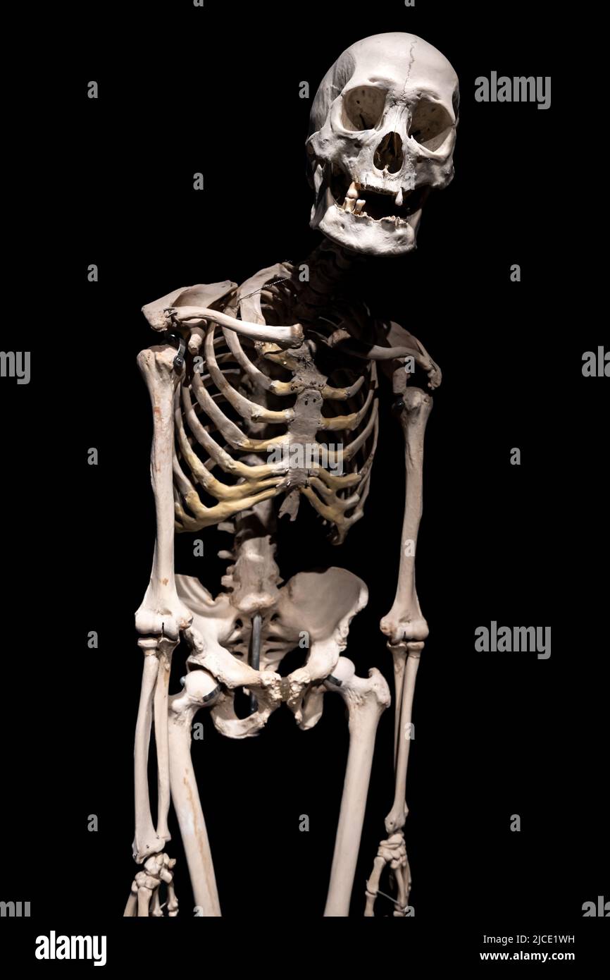 Human skeleton on a black background isolated. Stock Photo