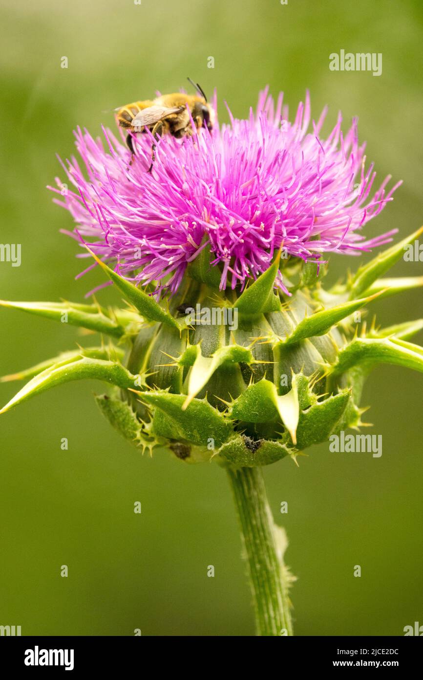 European honey bee, In, Flower, Milk Thistle, Silybum marianum, Prickly, Thistle, Honey bee, On, Bloom, Portrait Stock Photo