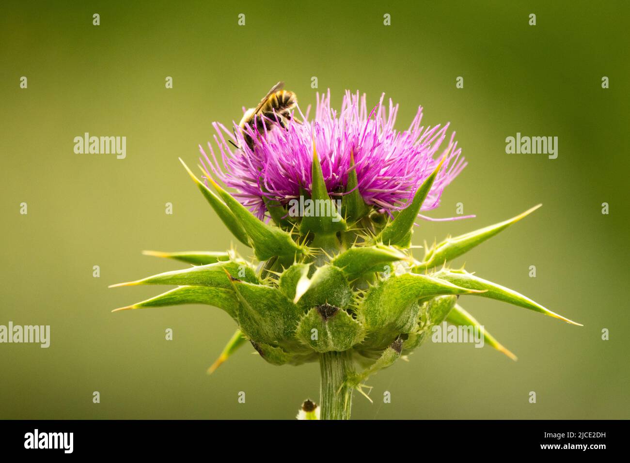 Prickly Silybum marianum, Flower, Bee on, Milk Thistle, Honey bee, On, Bloom Stock Photo