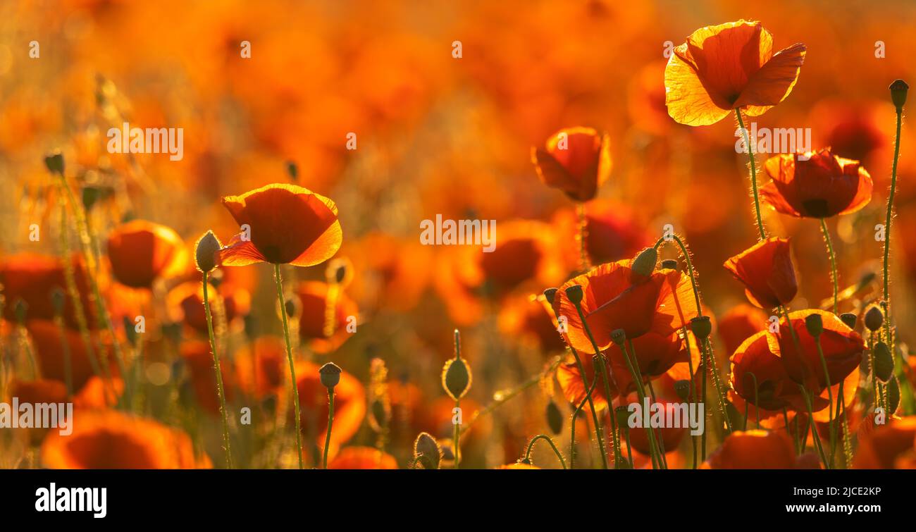 Detailed, high resolution panorama of flowering red poppies Stock Photo