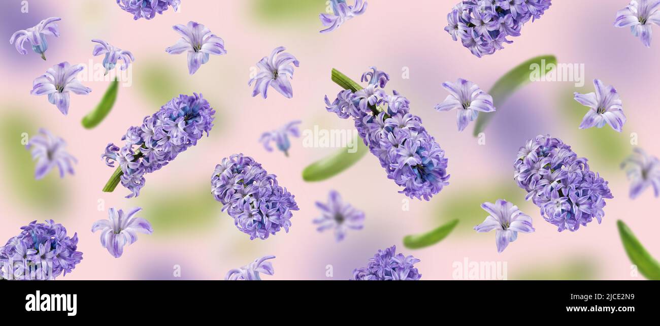 A picture with purple hyacinth flowers and green leaves flying in the air on the pink background. Levitation concept. Floating petals. Greeting card Stock Photo