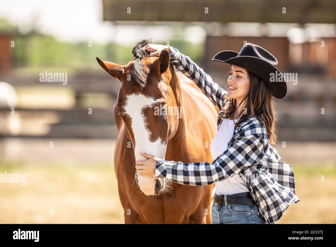Young woman brushes her paint horse outdoors on a farm. Stock Photo