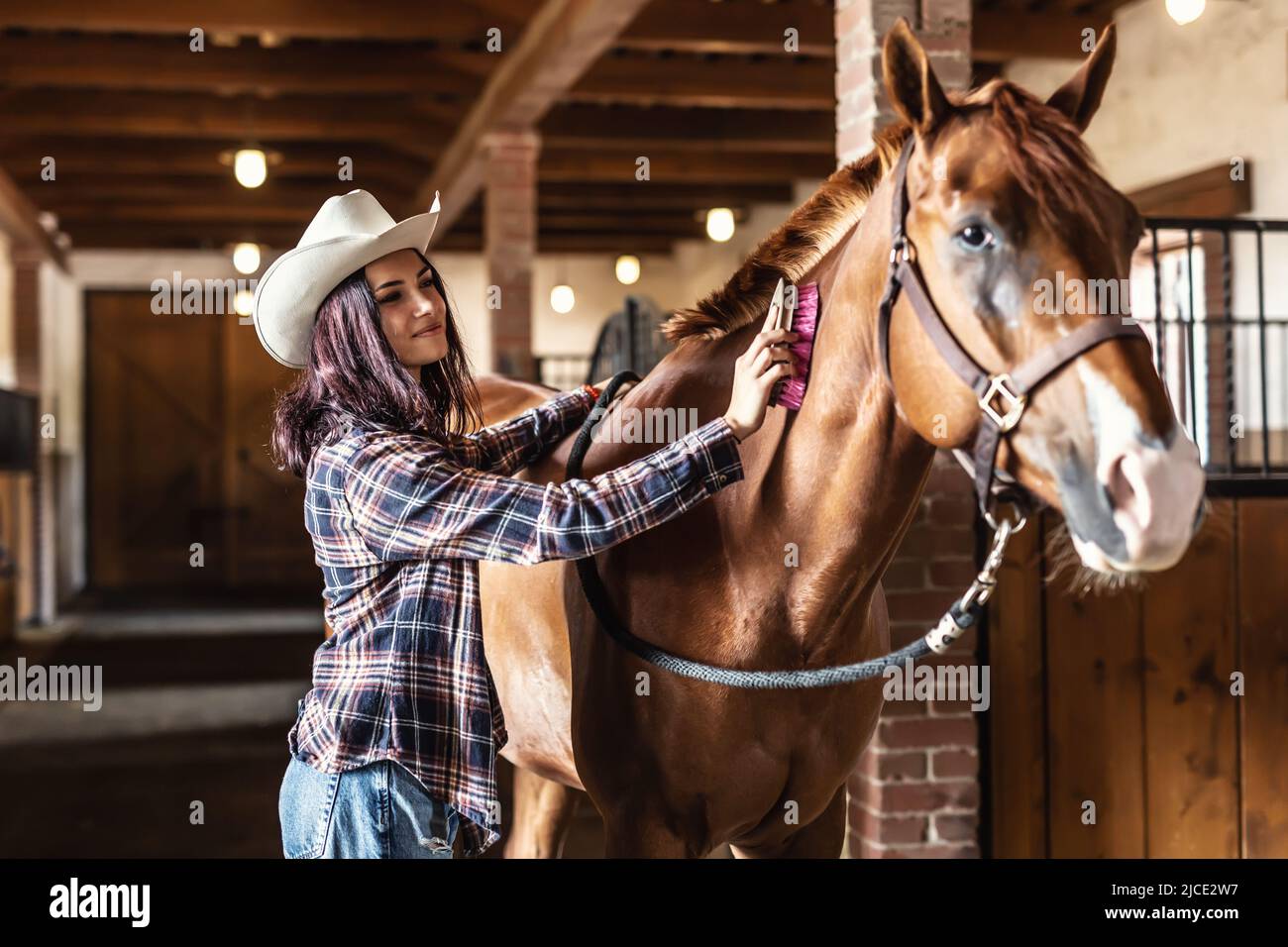 Pretty cowgirl combs her brown paint horse, smiling, standing inside the stable. Stock Photo