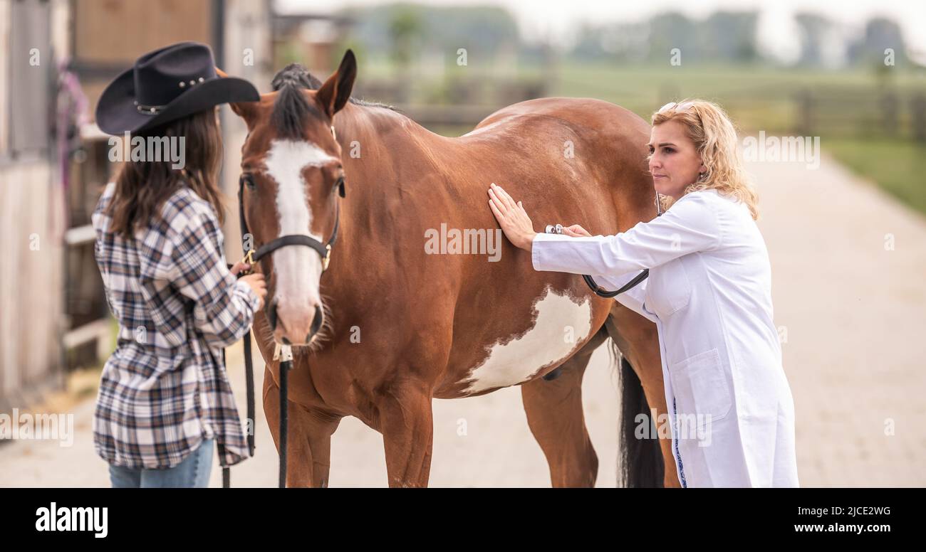 Female vet checks the horse with a stethoscope, listening to the owner
