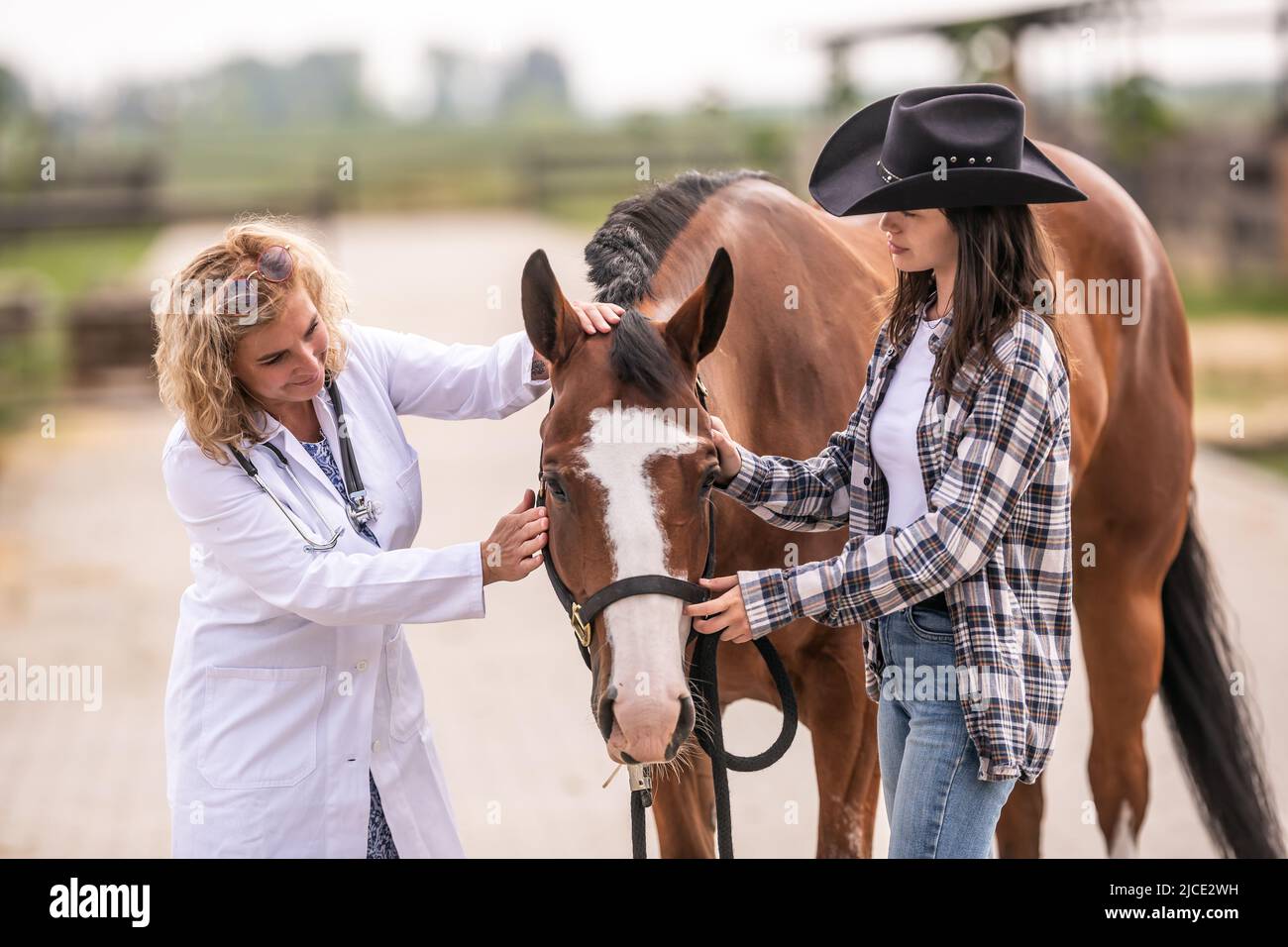 Veterinary examination horse hi-res stock photography and images - Alamy