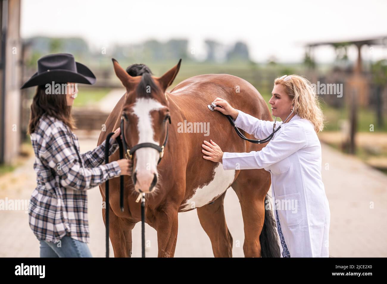 Vet checking the horse's health during a visit on a farm Stock Photo